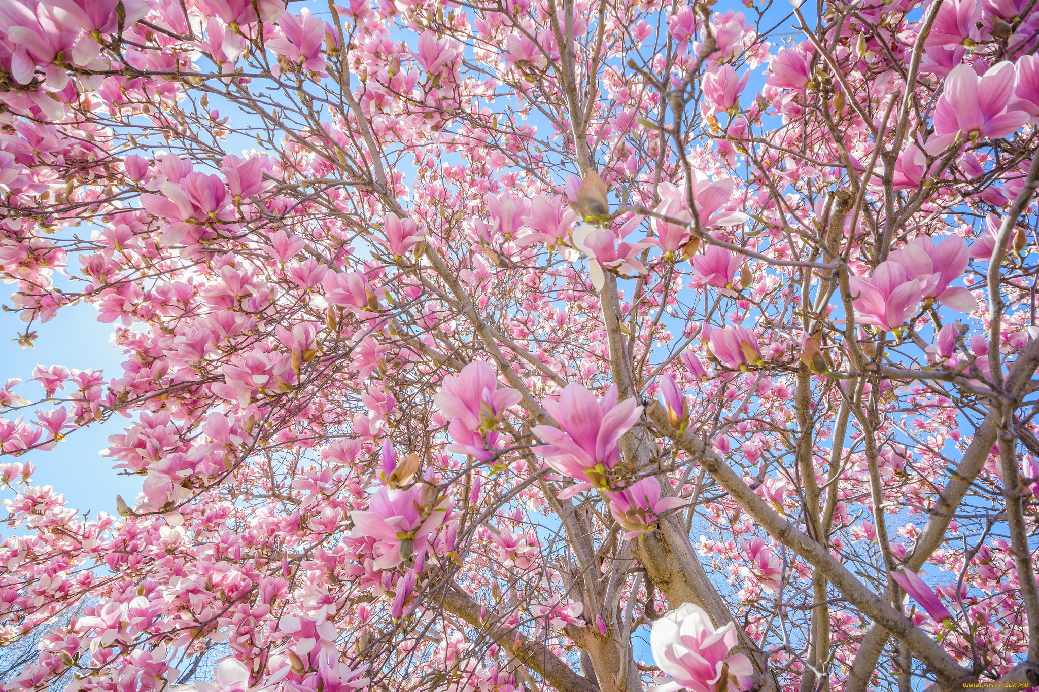 Дерево с розовыми ветками. Магнолия дерево. Дерево цветет в Узбекистане розовыми цветочками. Цветущая Магнолия фото высокого разрешения. Цветущий церцис фото.
